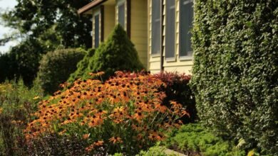 Native Plant Landscaping