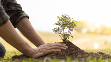 Sustainable Landscaping Techniques: Eco-Friendly Ways to Beautify Your Outdoors