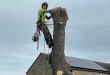 Tree Surgeon in Swindon